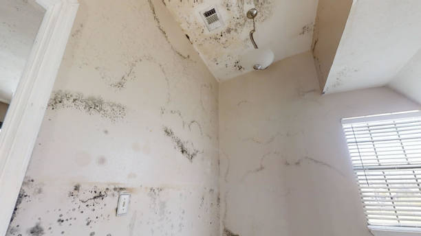 Best Mold Prevention Services  in Linln Park, CO
