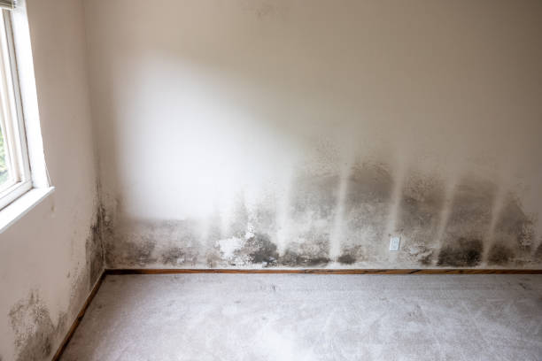 Best Post-Construction Mold Inspection  in Linln Park, CO