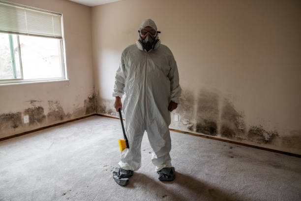 Best Asbestos and Lead Testing During Mold Inspection  in Linln Park, CO